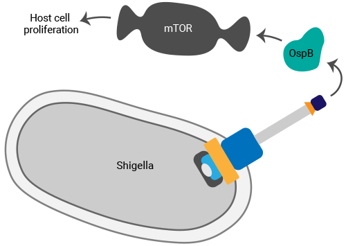 Diagram showing secretion of the Shigella effector protein OspB from a bacterium and OspB action on mTor, which leads to increased host cell proliferation.