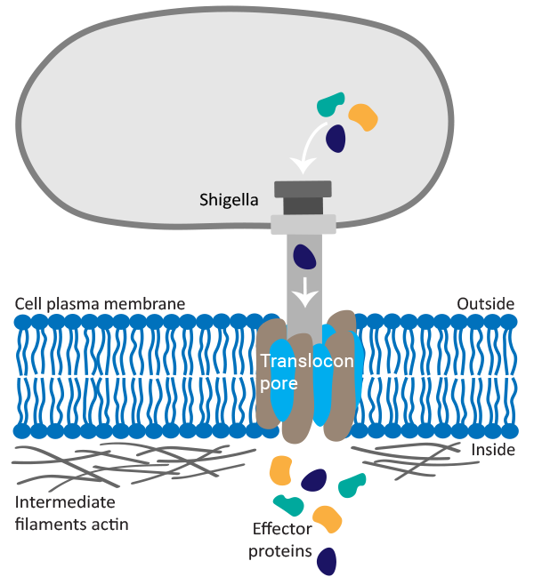 Diagram of the Shigella type 3 secretion system docked onto its translocon pore, which has been embedded in the host cell plasma membrane. Once docked and activated, effector proteins are secreted from the bacterium into the host cell cytosol.