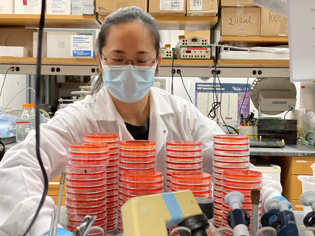 Po preparing agar plates that contain the dye Congo red for analysis of Shigella growth.
